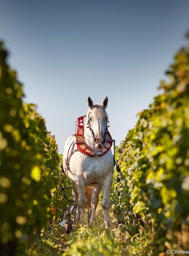 pomerol bordeaux vertigo 2